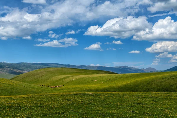 夏の日に美しい高山草原 — ストック写真