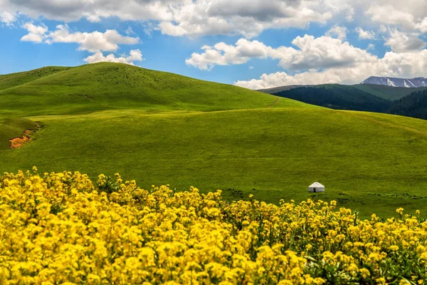 Picturesque Alpine Meadow Summer Day — Stock Photo, Image