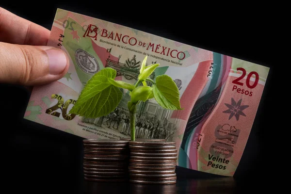 Stacks Coins Young Sprout Green Leaves Mexican Peso Note — Stock Photo, Image