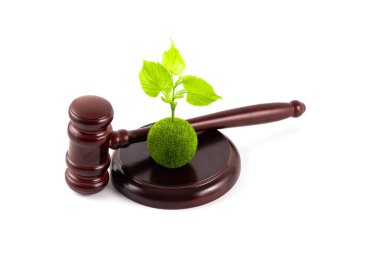 Yeşil yapraklı genç filiz ve beyaz bir arka planda yargıç tokmağı.