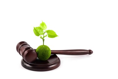 Yeşil yapraklı genç filiz ve beyaz bir arka planda yargıç tokmağı.