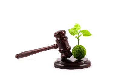 Yeşil yapraklı genç filiz ve beyaz bir arka planda yargıç tokmağı.