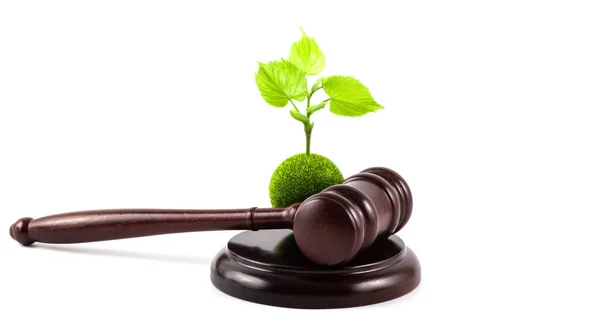 Young Sprout Green Leaves Judge Gavel White Background — Stock Photo, Image
