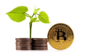 Yeşil yapraklı genç bir filiz, bozuk para sütunları ve beyaz arka planda bitcoin kripto para sembolü olan bir bozuk para.