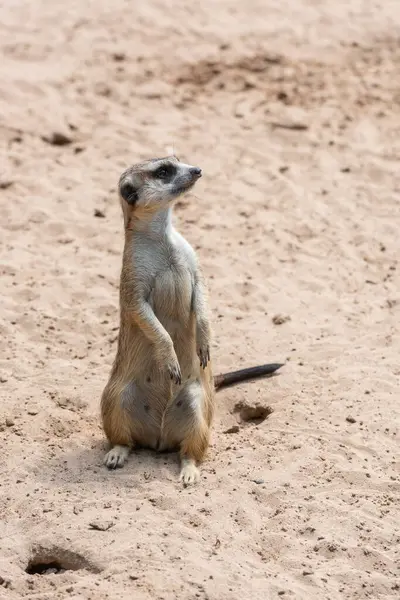 Cute Meerkat Stands Its Hind Legs Sand — Stock Photo, Image