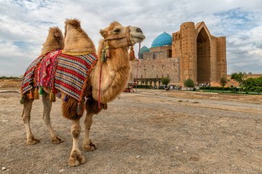 Türkistan 'ın Kazak kentindeki ünlü Ortaçağ mozolesine karşı bir Bactrian devesi.