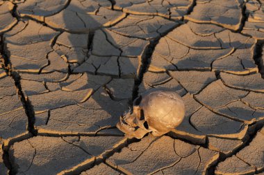Çöldeki sıcaktan çatlamış kilin üzerinde yatan bir insan kafatası.