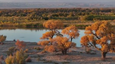 Kazak şehri Almaty 'nin yakınlarındaki Ili Nehri kıyısındaki kurak bir bölgede çeşitli Asya kavak tarangi ağaçlarından bir dörtgen görünüm.