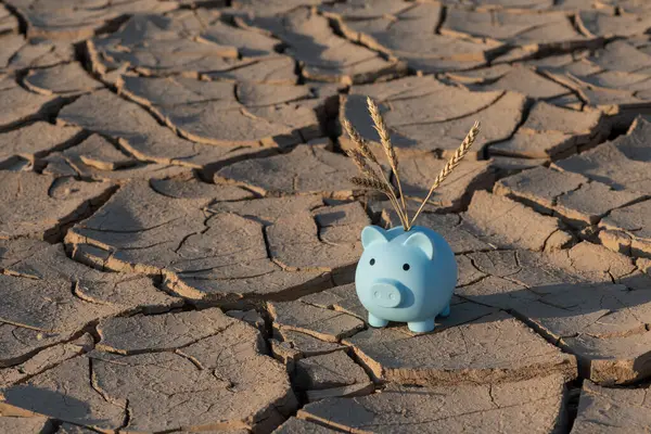 A piggy bank with ears of wheat against the background of heat-dried clay in the desert