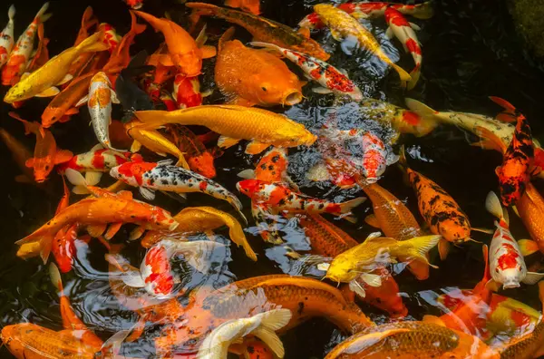 Many yellow and golden fish of the carp family