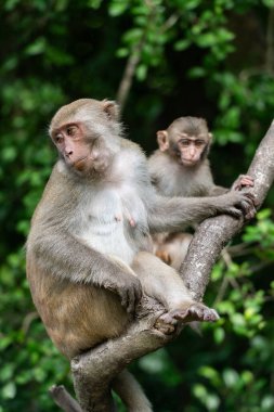 Macak anne ve bebek ormanda.