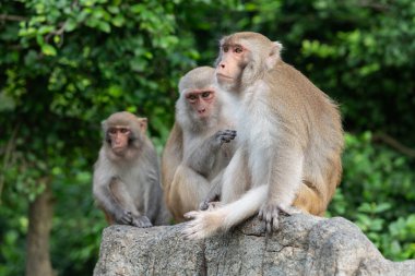 Üç maymun familyası