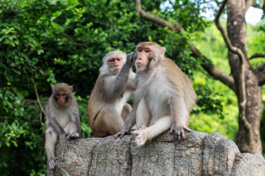 Üç maymun familyası