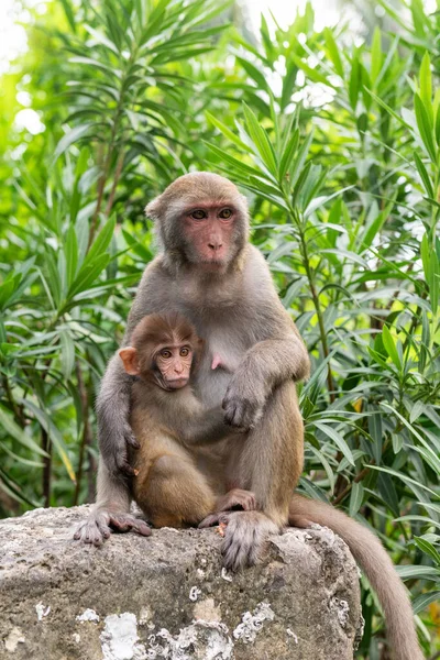 Macaque mother with baby in the jungle