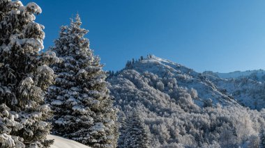 Forest in the mountains on a sunny winter day