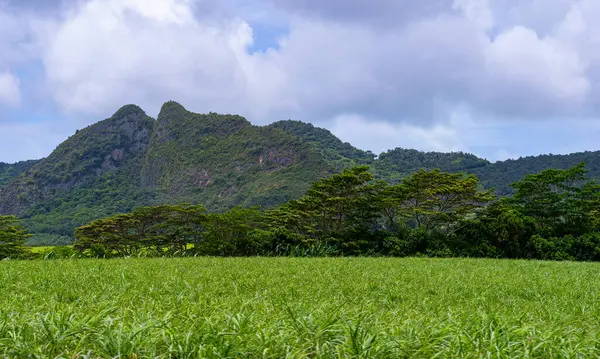 Mauritius adasındaki volkanik dağların arka planına karşı yeşil şeker kamışı tarlaları