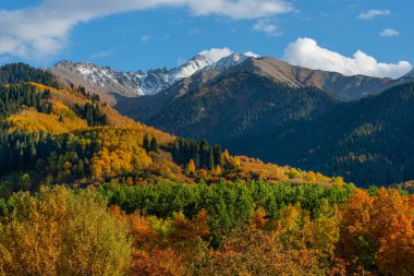 Kazakistan 'daki Zailiyskiy Alatau dağlarının yamaçlarında sonbahar yaprakları olan ağaçlar.