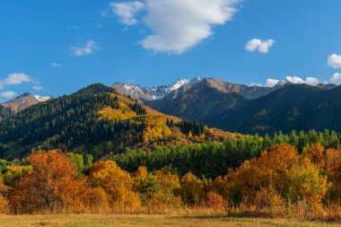 Kazakistan 'daki Zailiyskiy Alatau dağlarının yamaçlarında sonbahar yaprakları olan ağaçlar.