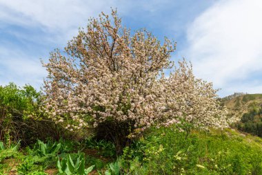 Kazak şehri Almaty 'nin yakınlarındaki eteklerde çiçek açan yabani bir elma ağacı. Bilim adamları Kazakistan 'ın dünyadaki bütün elma ağaçlarının doğduğu yer olduğuna inanıyorlar..