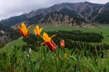 Bulutlu bir bahar gününde Almaty dağlarında vahşi laleler