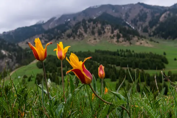 Bulutlu bir bahar gününde Almaty dağlarında vahşi laleler