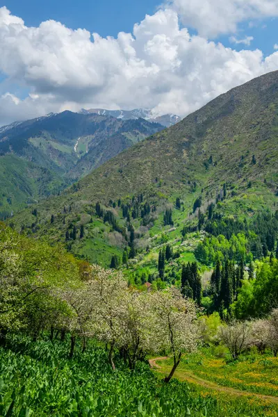 Kazak şehri Almaty yakınlarındaki dağlarda çiçek açan elma ağaçları. Modern bilim adamları dünyadaki tüm elma ağaçlarının Kazakistan 'daki yabani elma ağaçlarından geldiğine inanıyorlar.