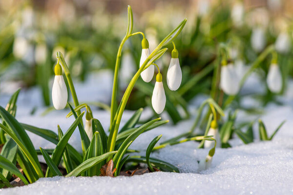 Galanthus or snowdrop flowers among melting snow on a spring day
