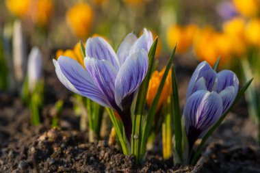 İlkbahar gününde kır çiçekleri