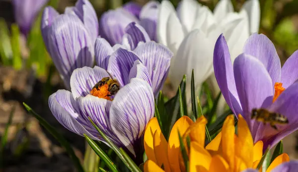 Crocus Flowers Spring Day Stock Picture