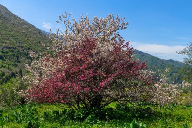 Kazak şehri Almaty yakınlarındaki dağlarda çiçek açan elma ağaçları. Modern bilim adamları dünyadaki tüm elma ağaçlarının Kazakistan 'daki yabani elma ağaçlarından geldiğine inanıyorlar.