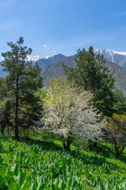 Kazak şehri Almaty yakınlarındaki dağlarda çiçek açan elma ağaçları. Modern bilim adamları dünyadaki tüm elma ağaçlarının Kazakistan 'daki yabani elma ağaçlarından geldiğine inanıyorlar.