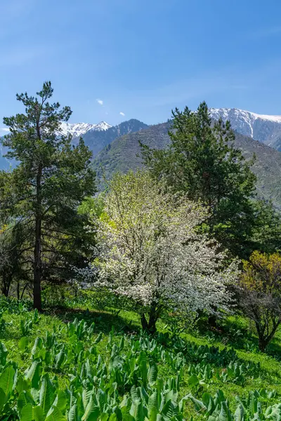 Kazak şehri Almaty yakınlarındaki dağlarda çiçek açan elma ağaçları. Modern bilim adamları dünyadaki tüm elma ağaçlarının Kazakistan 'daki yabani elma ağaçlarından geldiğine inanıyorlar.