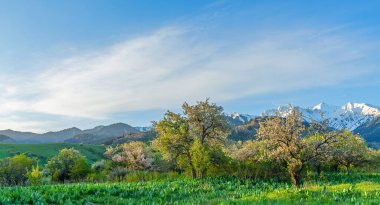Blooming wild apple trees in the Trans-Ili Alatau mountains (Almaty region, Kazakhstan)