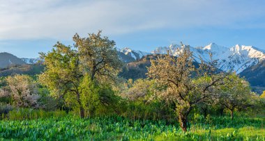 Blooming wild apple trees in the Trans-Ili Alatau mountains (Almaty region, Kazakhstan)
