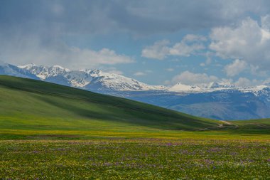 Yaz başında Kazakistan 'ın güneydoğusunda pitoresk bir yüksek dağ yaylası.