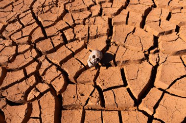 Çöldeki sıcaktan çatlamış kilin üzerinde yatan bir insan kafatası.