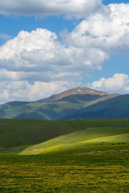 Bir yaz günü, Almaty bölgesinde (Kazakistan) resim gibi yüksek bir dağ yaylası çiçek açarken,