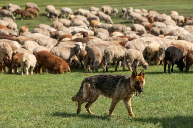 Koyun sürüsünün arka planına karşı çoban köpeği