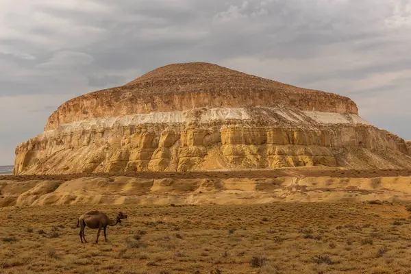 stock image Sherkala is a lonely mountain of unusual shape, approximately 94 km northeast of the city of Aktau, Western Kazakhstan.