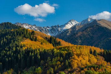 Kazakistan 'daki Zailiyskiy Alatau dağlarının yamaçlarında sonbahar yaprakları olan ağaçlar.