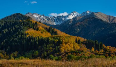 Kazakistan 'daki Zailiyskiy Alatau dağlarının yamaçlarında sonbahar yaprakları olan ağaçlar.