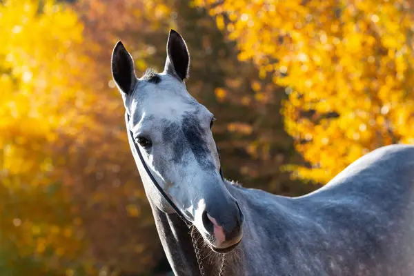 stock image Gray Akhal-Teke stallion against a background of autumn leaves