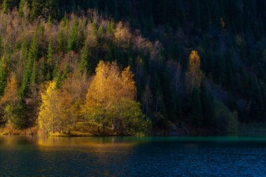 Resimli sonbahar ağaçları bir dağ gölünün arka planında