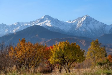 Kazak şehri Almaty 'nin dışındaki Trans-Ili Alatau dağlarındaki bir tepenin zeminine karşı resim gibi sonbahar ağaçları