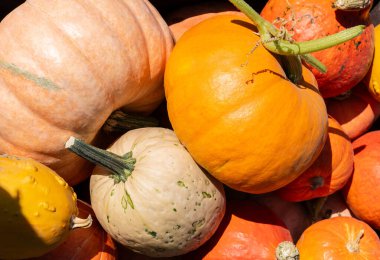 Güneş ışığı altında çok renkli balkabakları