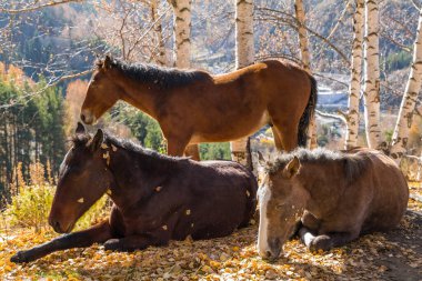 Horses sleep in a birch grove in the mountains on an autumn day clipart