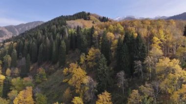 Trans-Ili Alatau dağlarının resimli yamaçlarında bir sonbahar akşamı Kazakistan 'ın güneydoğusunda sarı ağaçlar ve köknar ağaçları vardı.