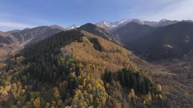 Trans-Ili Alatau dağlarının resimli yamaçlarında bir sonbahar akşamı Kazakistan 'ın güneydoğusunda sarı ağaçlar ve köknar ağaçları vardı.