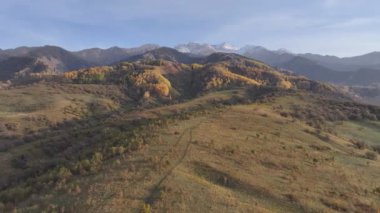Trans-Ili Alatau dağlarının resimli yamaçlarında bir sonbahar akşamı Kazakistan 'ın güneydoğusunda sarı ağaçlar ve köknar ağaçları vardı.