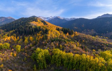Kazakistan 'daki Zailiyskiy Alatau dağlarının yamaçlarında sonbahar yaprakları olan ağaçlar.